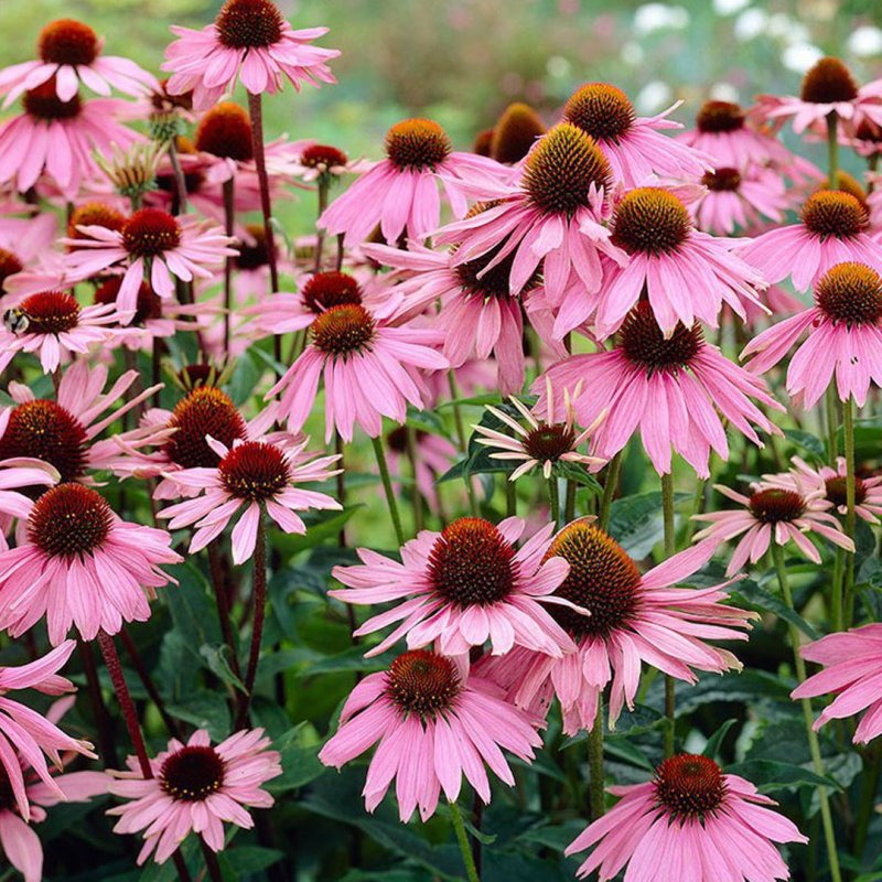 Эхинацея пурпурная (Echinacea purpurea)