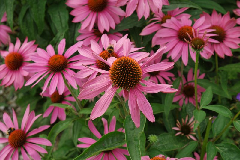 Эхинацея пурпурная (Echinacea purpurea)