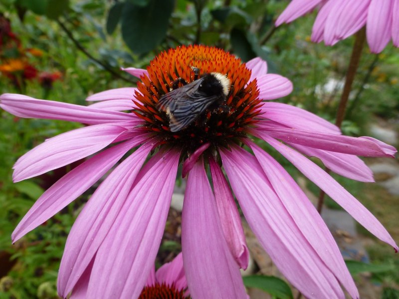 Эхинацея пурпурная (Echinacea purpurea Pink Mist)
