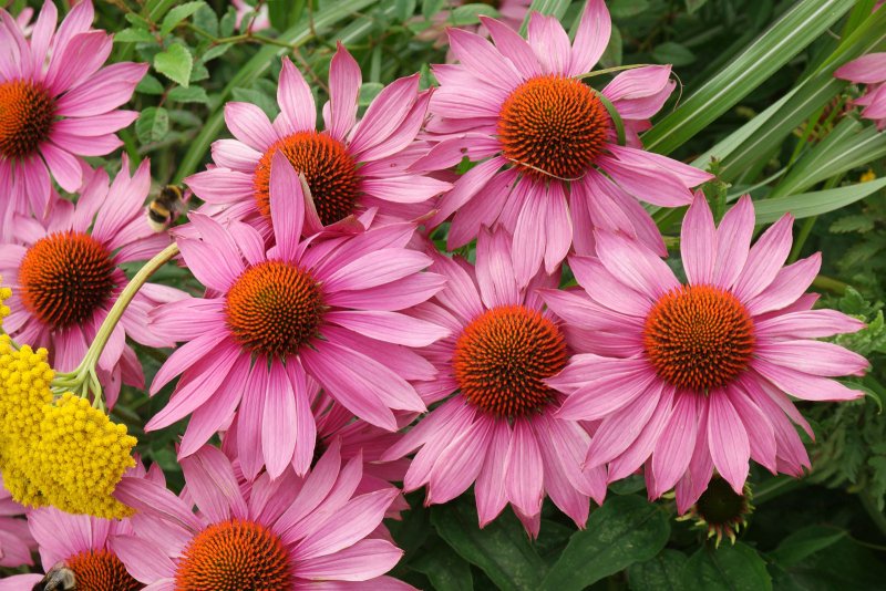 Эхинацея (Echinacea) purpurea