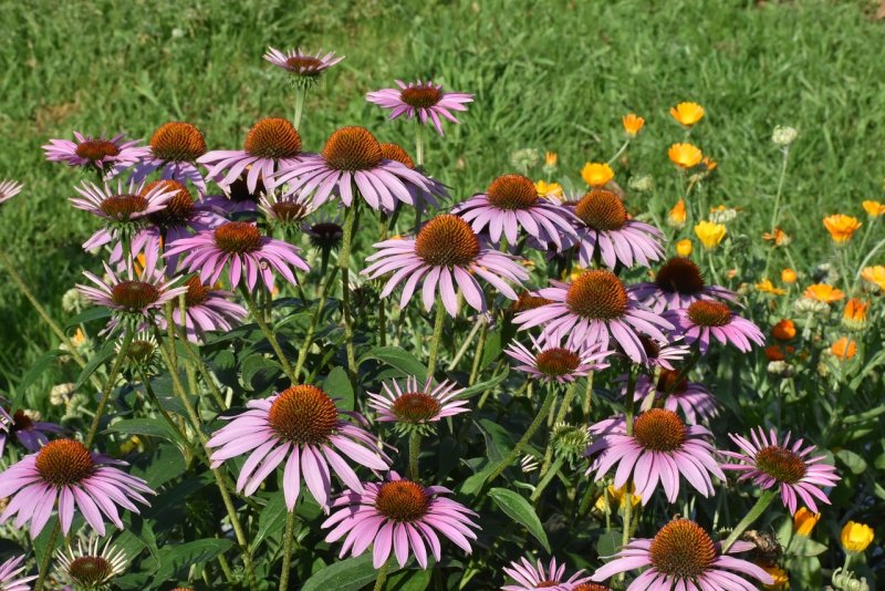 Эхинацея (Echinacea)