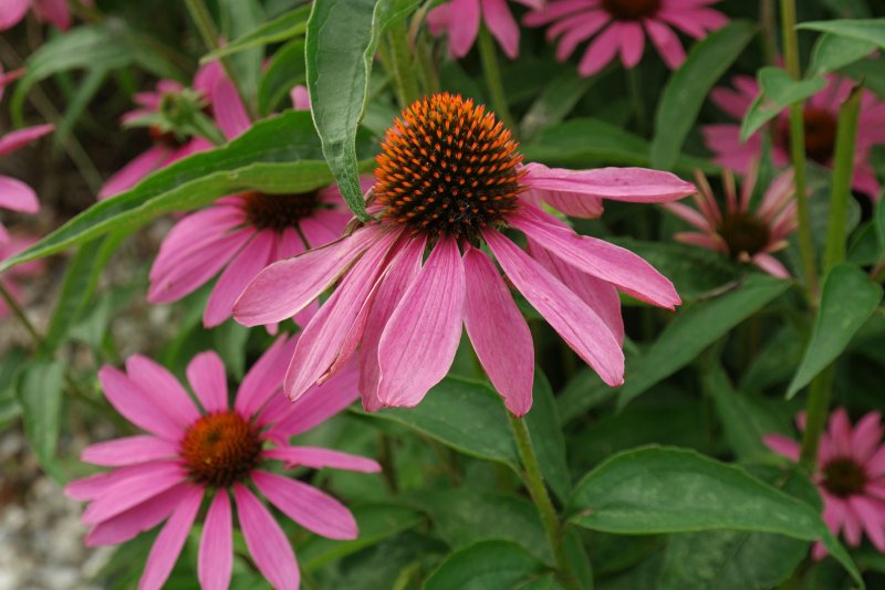 Эхинацея (Echinacea)
