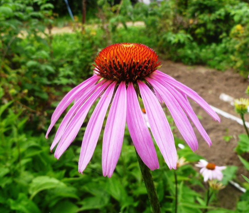 Эхинацея (Echinacea) purpurea