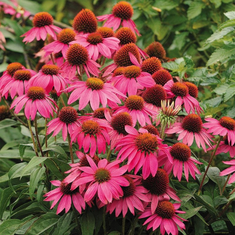 Эхинацея пурпурная (Echinacea purpurea)