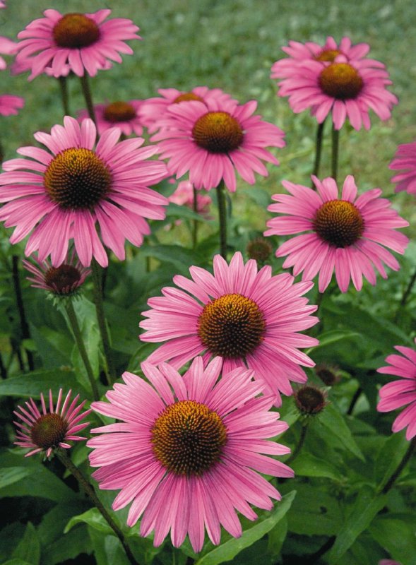 Эхинацея пурпурная (Echinacea purpurea)