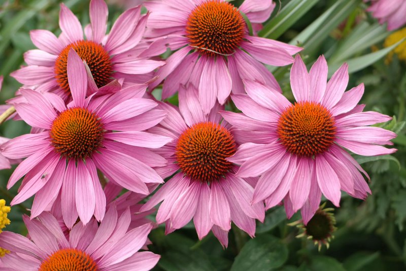 Эхинацея purpurea