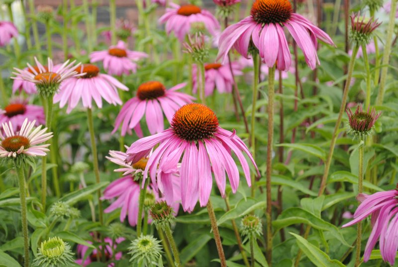 Эхинацея пурпурная (Echinacea purpurea 'little giant')