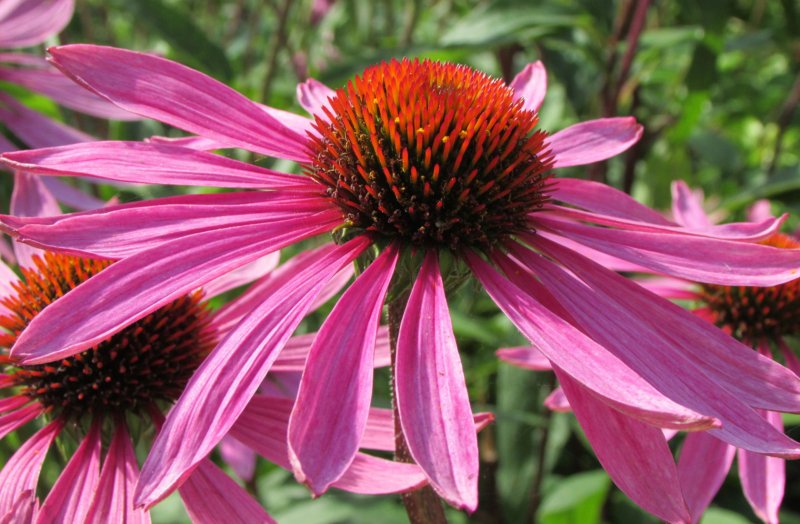 Эхинацея (Echinacea)