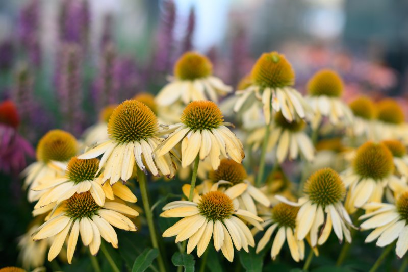 Эхинацея (Echinacea)