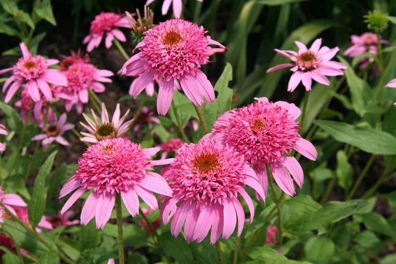 Эхинацея (Echinacea)