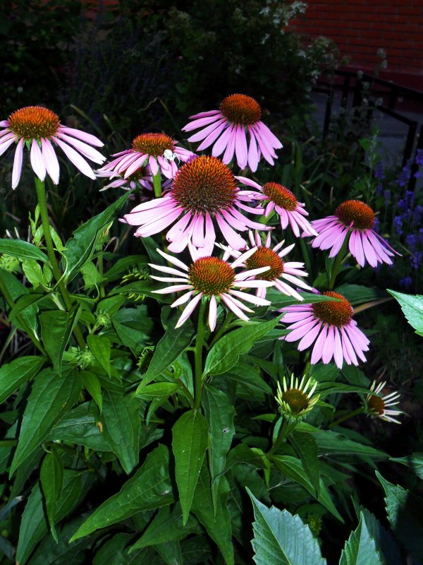 Эхинацея пурпурная (Echinacea purpurea `Magnus`)
