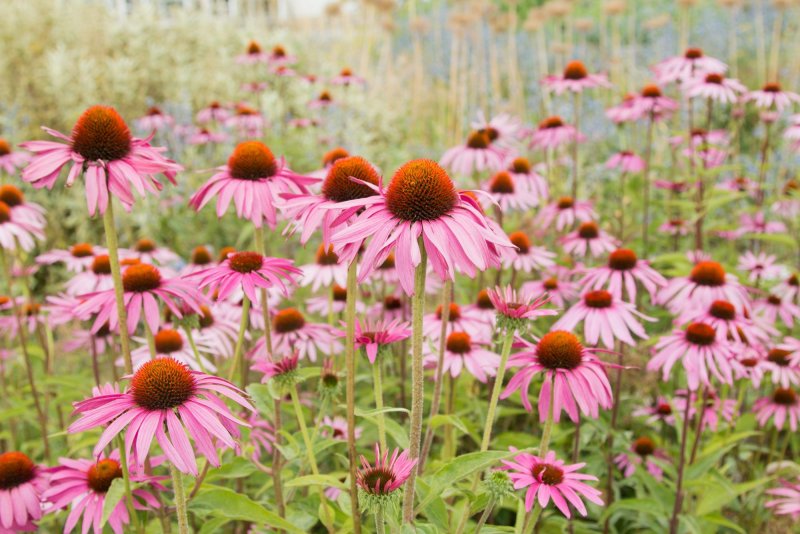 Эхинацея пурпурная Sunrise(Echinacea purpurea Sunrise)