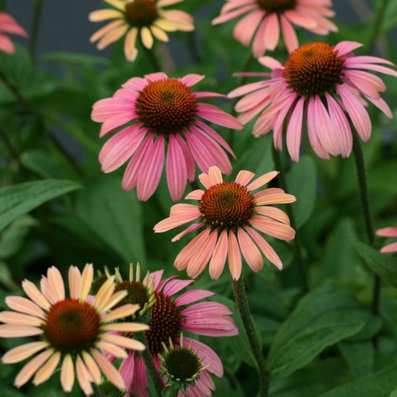 Эхинацея Echinacea Flamingo