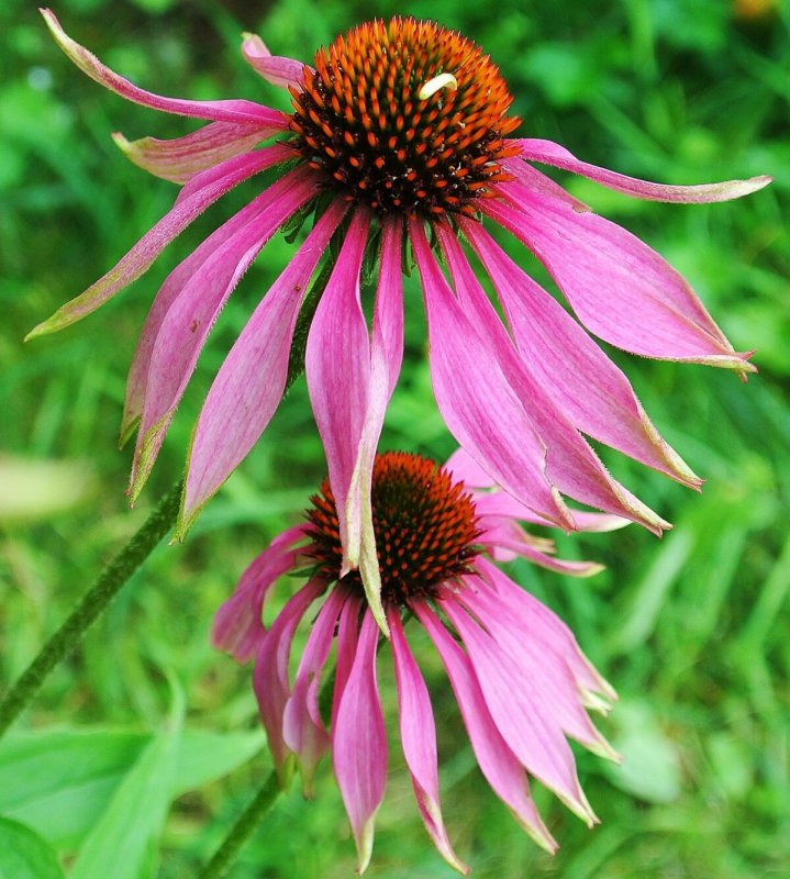 Семена эхинацея Echinacea purpurea (Rudbeckia)