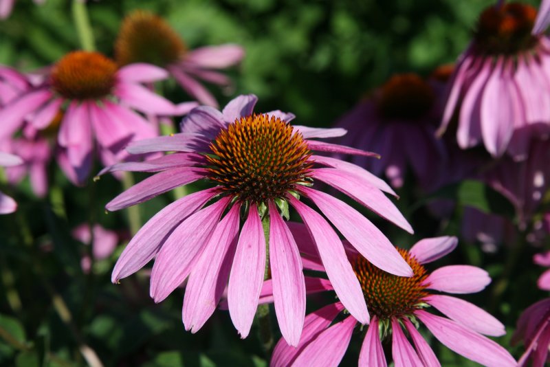 Эхинацея пурпурная (Echinacea purpurea)