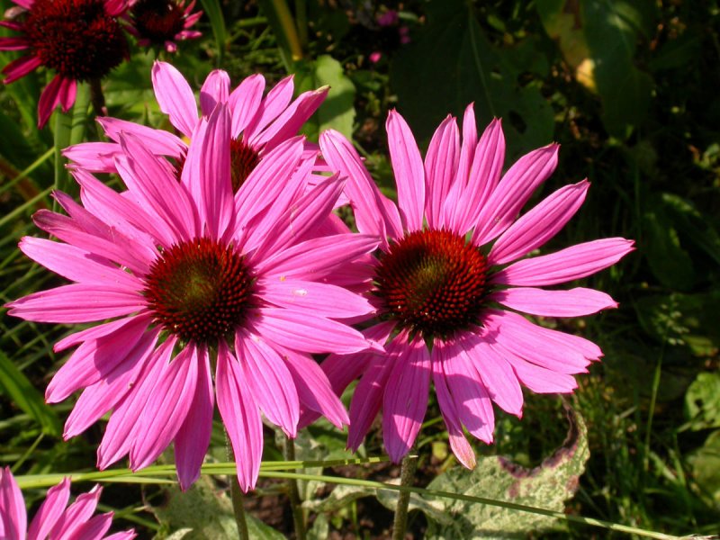 Эхинацея Echinacea Fountain Red