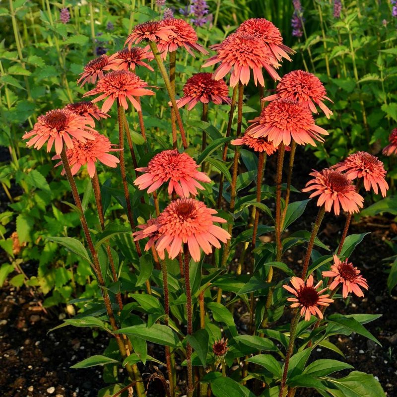 Эхинацея пурпурная (Echinacea purpurea) "Prairie Splendor"