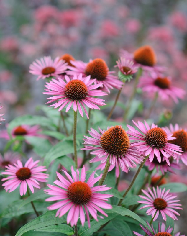Эхинацея Butterfly Hybrids'. . . . . С2. . . , Echinacea purpurea 'Butterfly Hybrids'