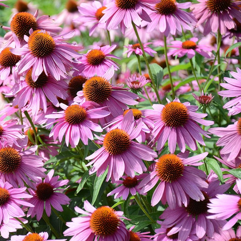 Эхинацея purpurea