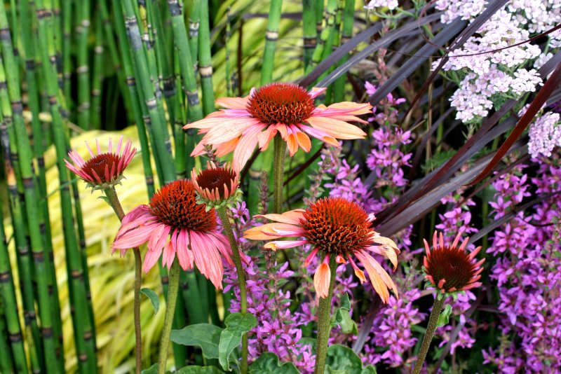 Эхинацея (Echinacea)