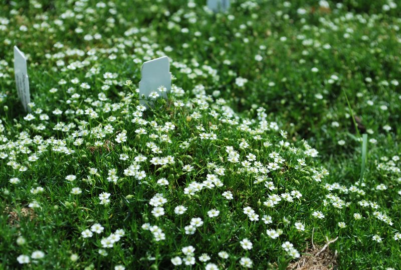 Мшанка sagina subulata Green Moss