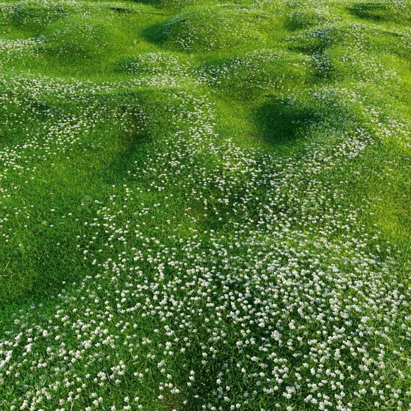 Мшанка шиловидная Green Moss