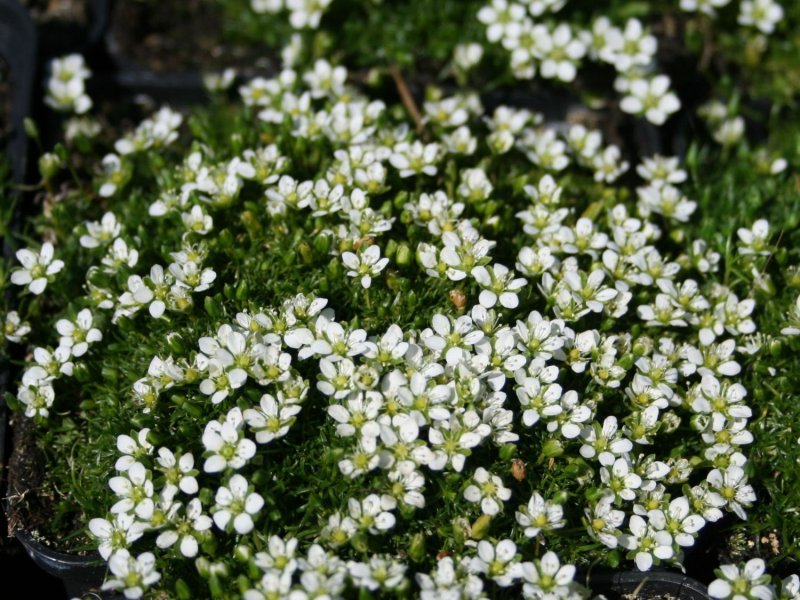 Мшанка шиловидная Green Moss