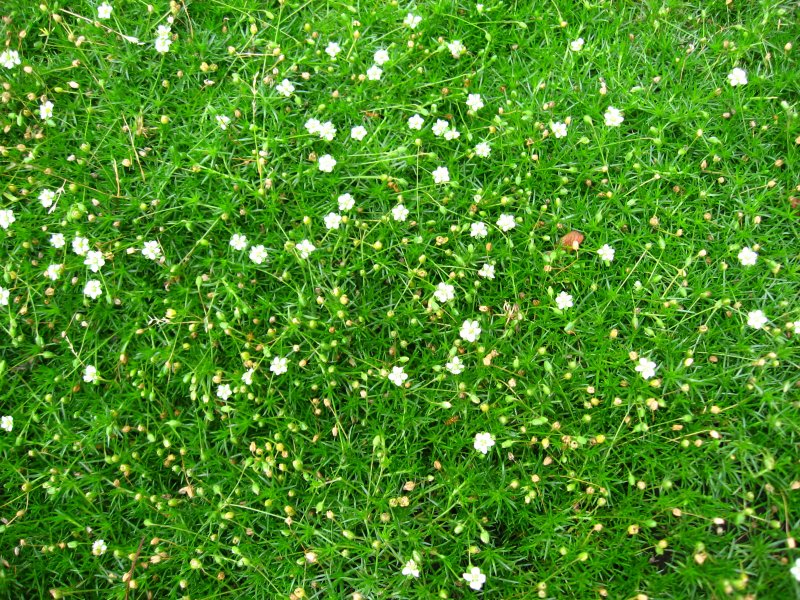 Мшанка sagina subulata Green Moss