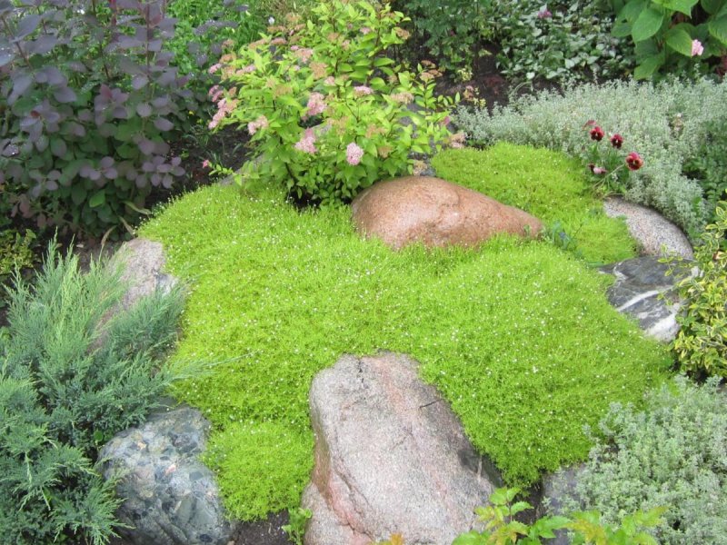 Мшанка шиловидная Green Moss