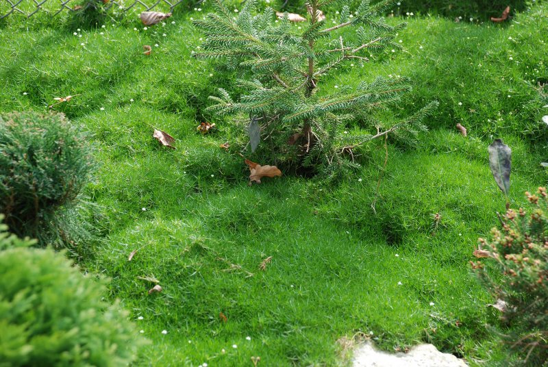 Мшанка шиловидная "Green Moss" (Грин Мосс)