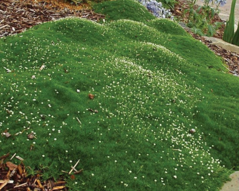 Мшанка шиловидная Green Moss