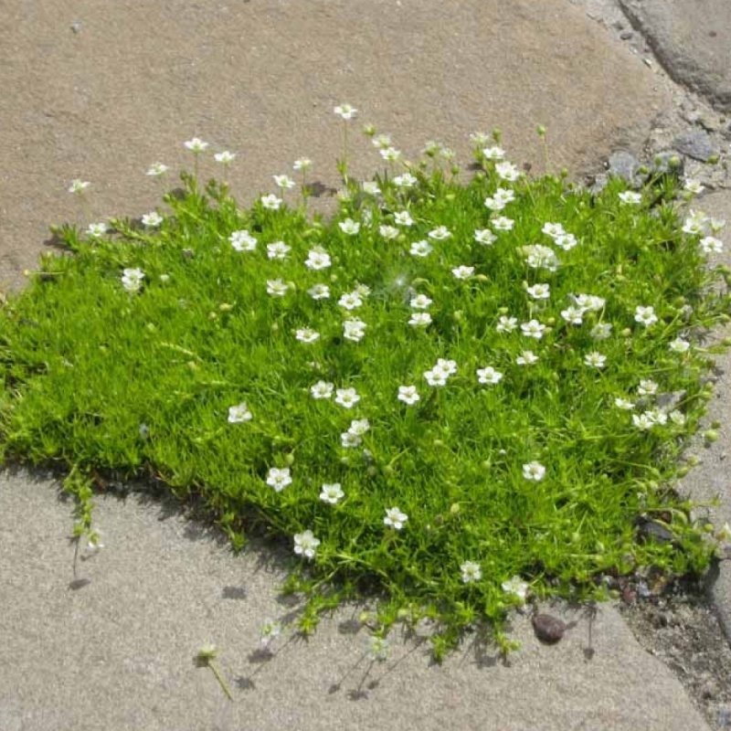 Мшанка шиловидная "Green Moss" (Грин Мосс)