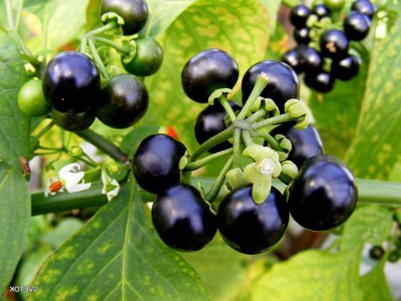 Паслен (Solanum).