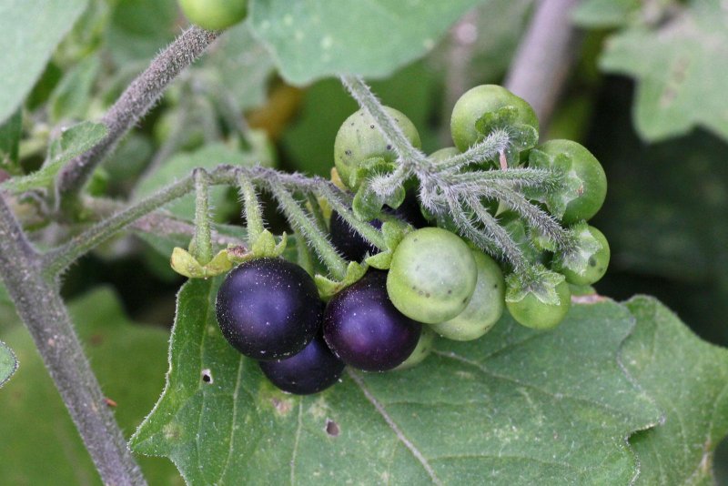 Паслён чёрный (Solanum nigrum l.)