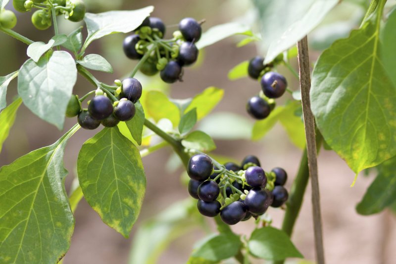 Паслен черный (Solanum nigrum)
