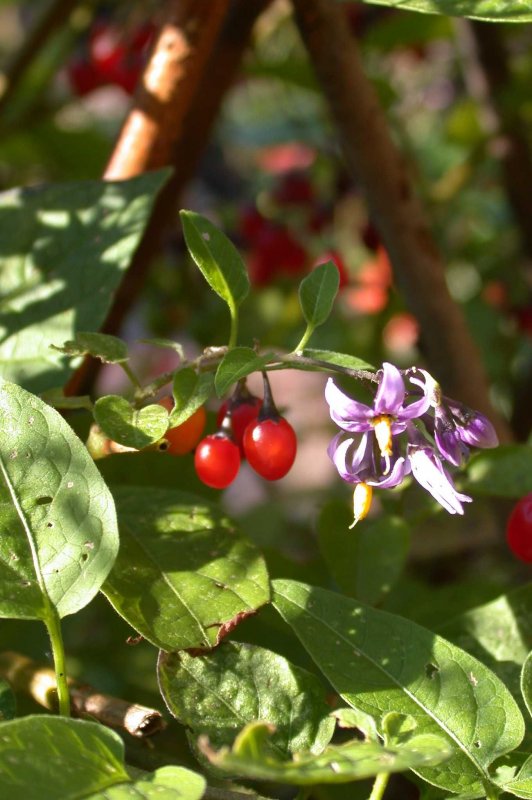 Паслен черный (Solanum nigrum)