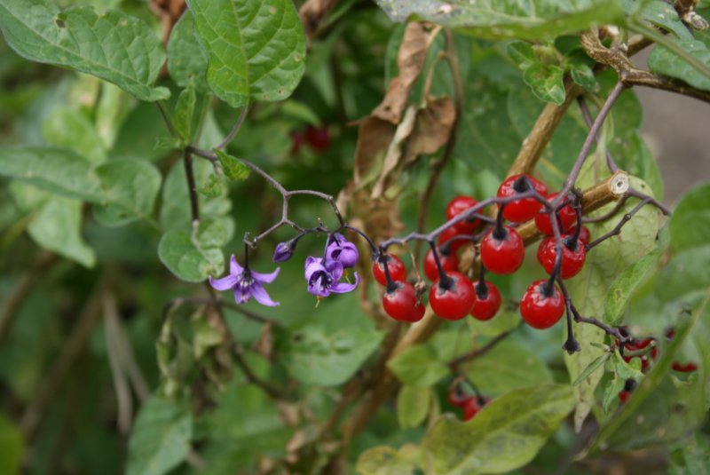 Паслен сладко-Горький (Solanum Dulcamara)