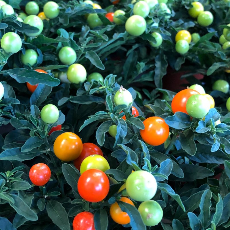 Паслен черный (Solanum nigrum)