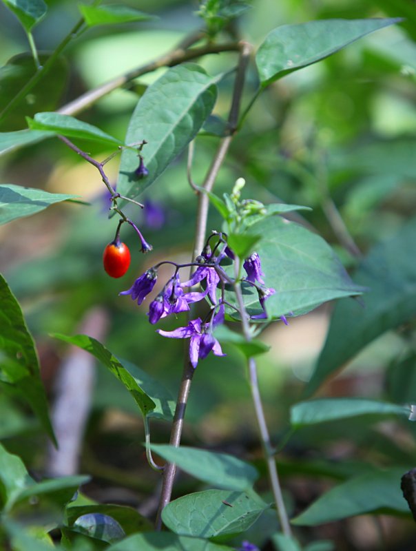 Solanum seaforthianum