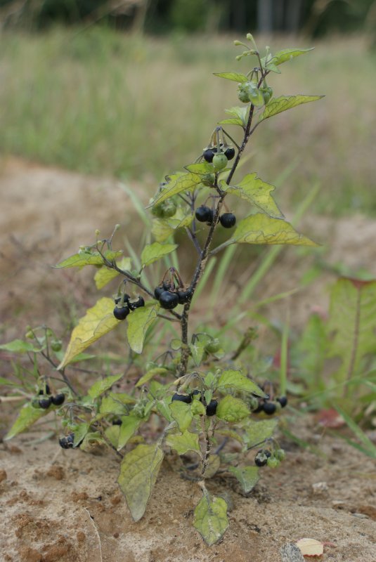 Паслен черный (Solanum nigrum)