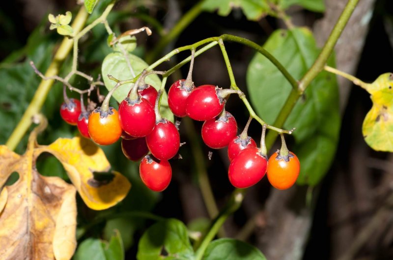 Паслен черный (Solanum nigrum)