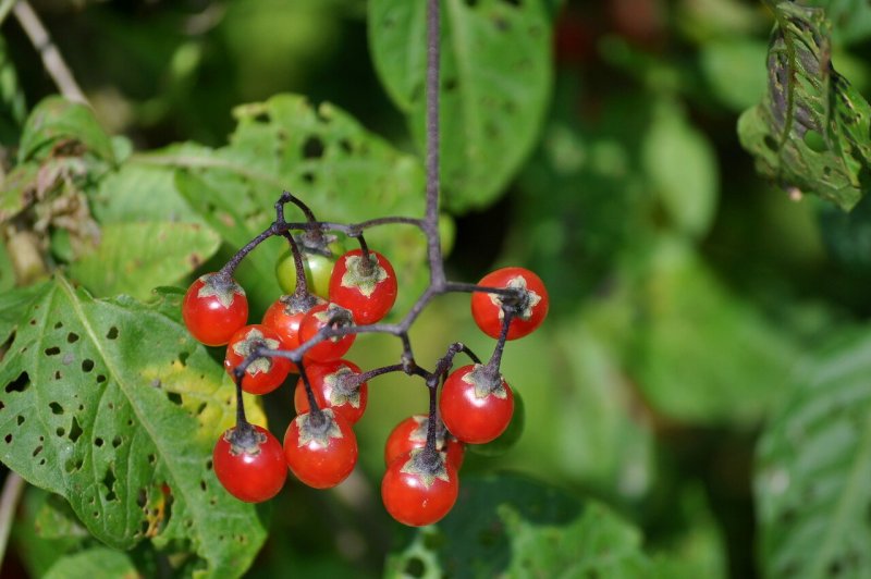 Паслен (Solanum).