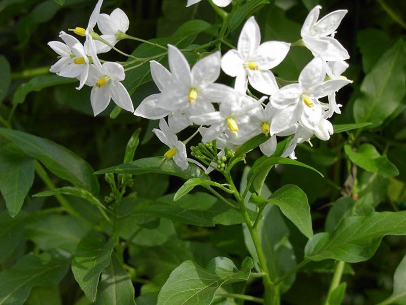 Паслен черный (Solanum nigrum)