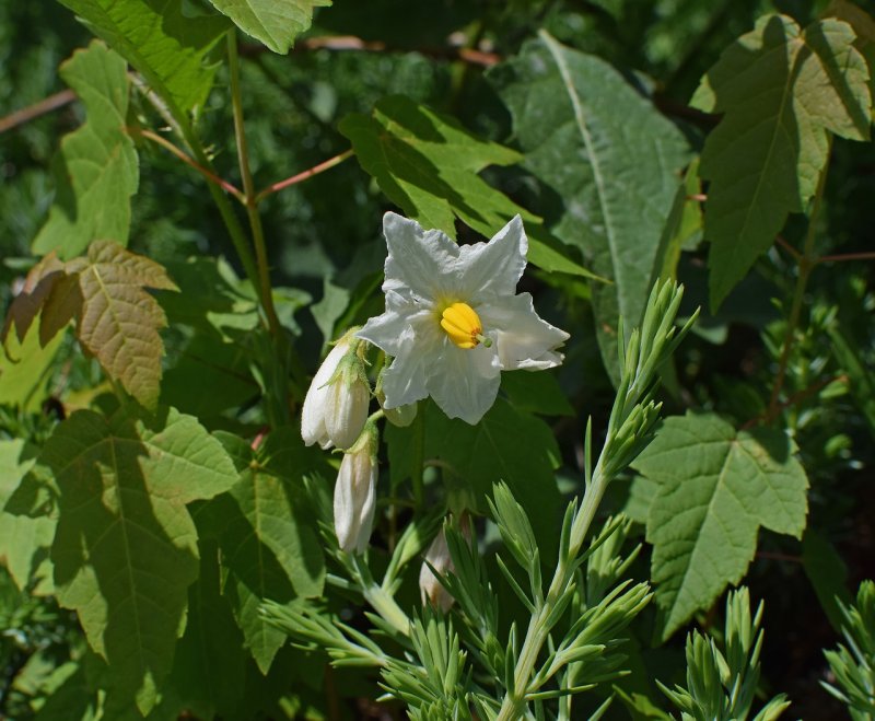Паслен сладко-Горький (Solanum Dulcamara)