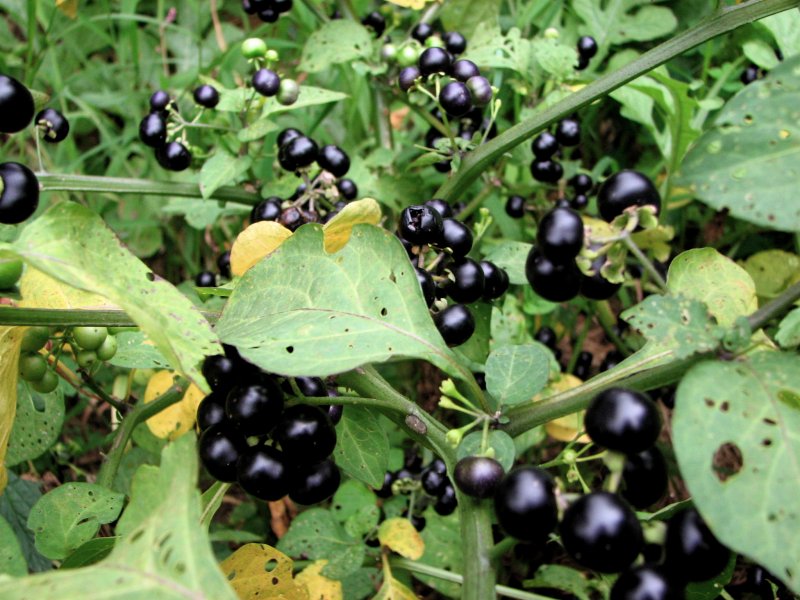 Паслён чёрный (Solanum nigrum l.)