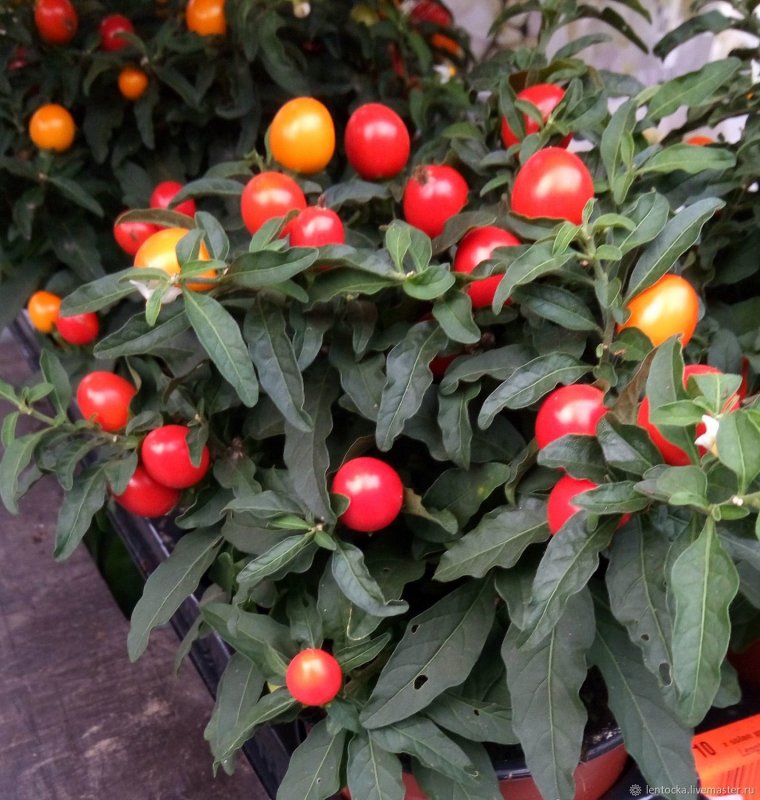 Паслён чёрный (Solanum nigrum l.)