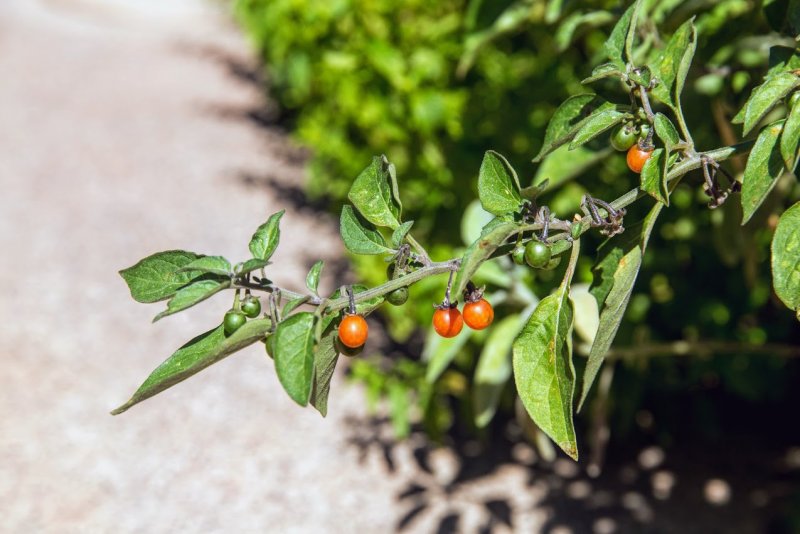 Паслён чёрный (Solanum nigrum l.)