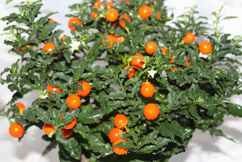 Паслен (Solanum).
