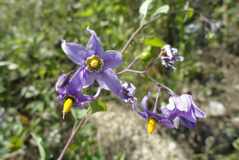 Паслен сладко-Горький (Solanum Dulcamara)