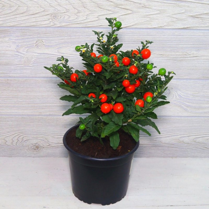 Solanum rantonnetii